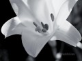 xsh502 黒と白の花
